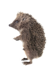 hedgehog profile standing on hind legs isolated on a white background. © fotomaster