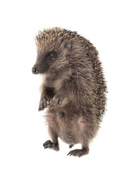 Walking hedgehog isolated on white background © fotomaster