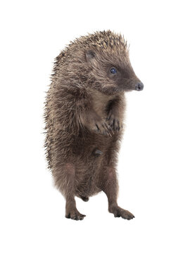 grey hedgehog standing isolated on a white background.