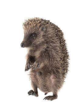 Walking hedgehog isolated on white background