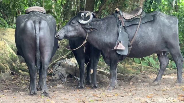 Domesticated water buffaloes standing together in lush tropical environment with saddles for riding tourists.
