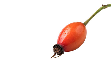 Single fresh ripe red rosehip fruit asset layout isolated on transparent background © PNG_MEGAStock