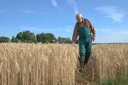 An elderly farmer in green overalls walking through a mature golden wheat field, checking the grain quality before harvest on a sunny day.