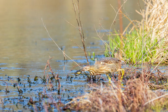 00685-00605 American Bittern (Botaurus lentiginosus) eating tadpole in wetland Marion Co. IL