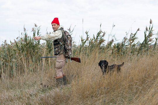 A hunter with his dogs, a spaniel and a german pointer, walk along the reeds in search of a pheasant.
