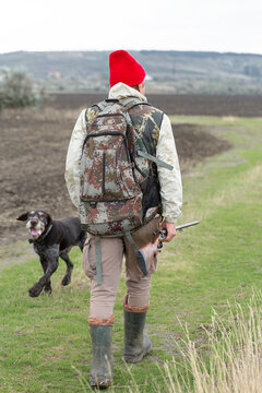 A hunter with his dogs, a spaniel and a german pointer, walk along the reeds in search of a pheasant.