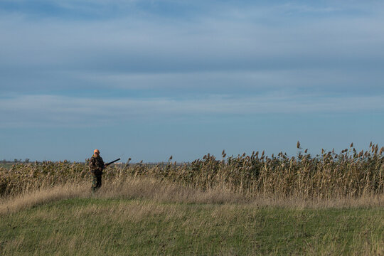 A hunter in camouflage clothing with a gun in his hands walks along the reeds.