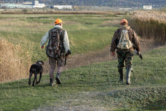 A hunters in camouflage clothing with a gun in his hands walks along the reeds.