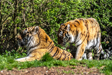 Obraz premium The Siberian tiger,Panthera tigris altaica in a park