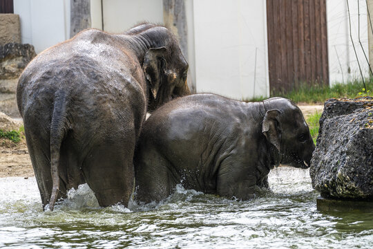 The Asian elephant, Elephas maximus also called Asiatic elephant bathing in a pond