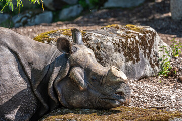 The Indian Rhinoceros, Rhinoceros unicornis aka Greater One-horned Rhinoceros © rudiernst