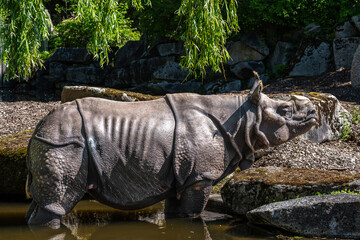 The Indian Rhinoceros, Rhinoceros unicornis aka Greater One-horned Rhinoceros © rudiernst