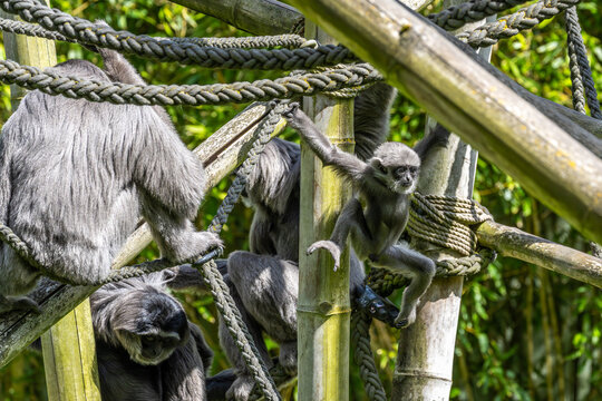 Family of Silvery gibbon, Hylobates moloch in a German park