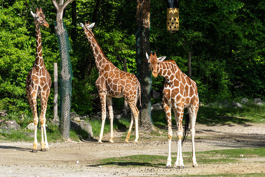The giraffe, Giraffa camelopardalis is an African mammal