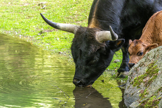 Family of Heck cattle, Bos primigenius taurus or aurochs in a German park
