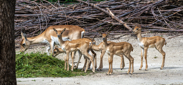 Indian Blackbuck family, Antelope cervicapra or Indian antelope.