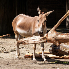 Naklejka premium Persian onager, Equus hemionus onager. Captive-born animals that are extremely rare due to near extinction in the wild.