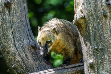 Fototapeta premium South American coati, Nasua nasua is a coati species from tropical and subtropical South America.