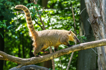 Fototapeta premium South American coati, Nasua nasua is a coati species from tropical and subtropical South America.
