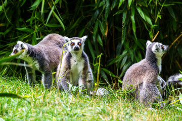 The ring-tailed lemur,Lemur catta with white ringed tail is the most known lemur © rudiernst