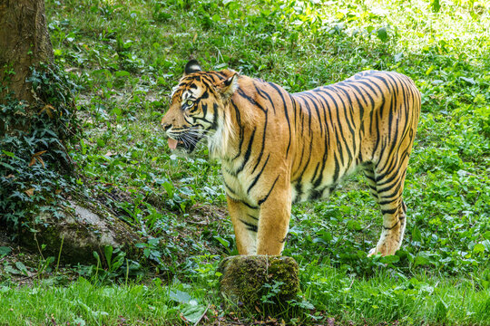 Sumatran tiger, Panthera tigris sumatrae, rare tiger subspecies that inhabits the Indonesian island of Sumatra. Indonesia