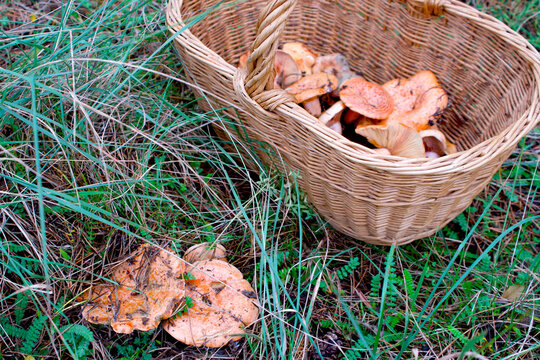 Basket of Saffron Milk Cap Mushrooms Beside Fresh Wild Mushrooms in Autumn Forest
