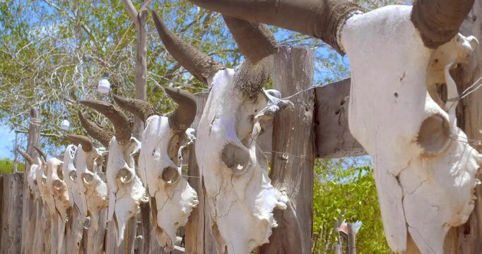 Row of bleached bovine skulls mounted on wooden fence posts under bright sunlight.