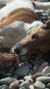 Dog beach chewing playful terrier lying on a sunny pebble shore while gnawing on a piece of driftwood during a summer day