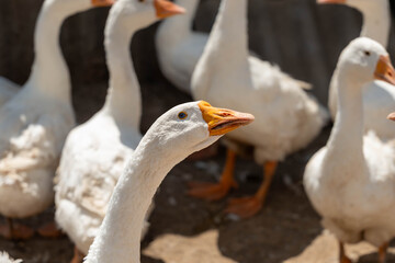 White goose appears in sharp foreground while other geese blur behind in a sunlit farm enclosure, creating a detailed livestock portrait with shallow depth of field © Egor Lint
