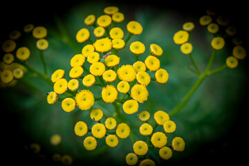 Wrotycz, Tanacetum L. © Maciej G. Szling