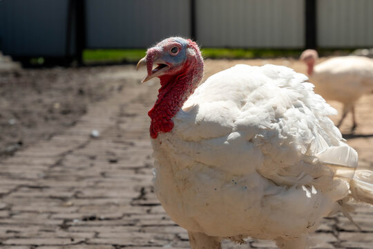 White turkey stands in bright farmyard light, showing red head, textured skin, and soft feather volume against blurred rural background, useful for poultry, livestock, or farm branding themes