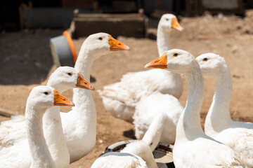 Several white geese with orange beaks gather closely in a dusty farmyard, creating a lively rural poultry scene with a feeder and rustic farm equipment in the background © Egor Lint