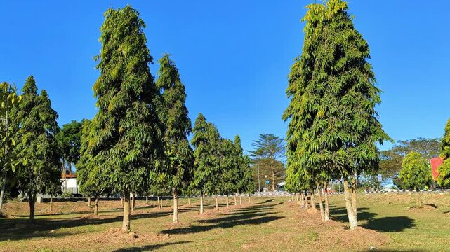 landscape with trees and sky