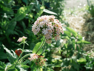 Fototapeta premium Maltese cross, Lychnis chalcedonica, blooming with salmon pink flowers in a sunny garden, closeup