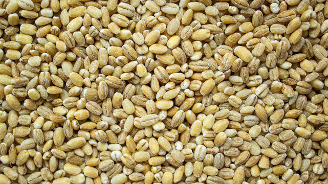 Pearl barley grains texture full frame background. Top view close up of raw dry cereal groats pattern, organic whole grain ingredient for healthy cooking, agriculture and nutrition.