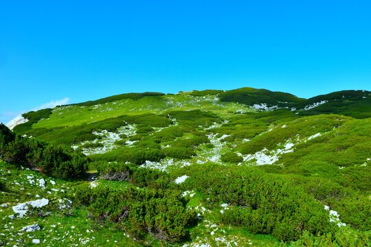Mountain landscape with green meadow and mugo pine at Kompotela peak in Gorenjska, Slovenia