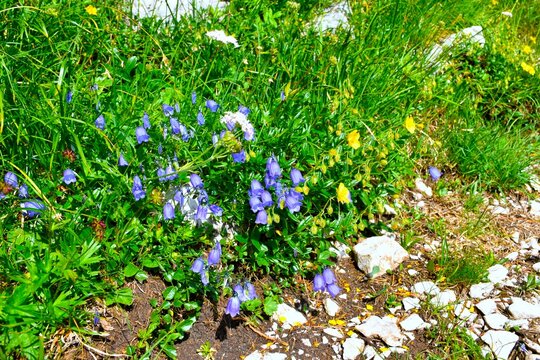 Blue earleaf bellflower (Campanula cochleariifolia) flowers