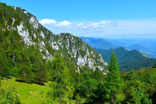 Mountain landscape with rock cliffs and larch trees at a green meadow bellow Planina Koren