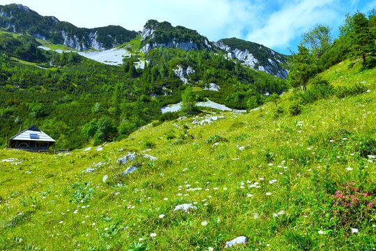 Meadow with flowers at Koren mountain pasture bellow the mountains with wooden cottage in Gorenjska, Slovenia