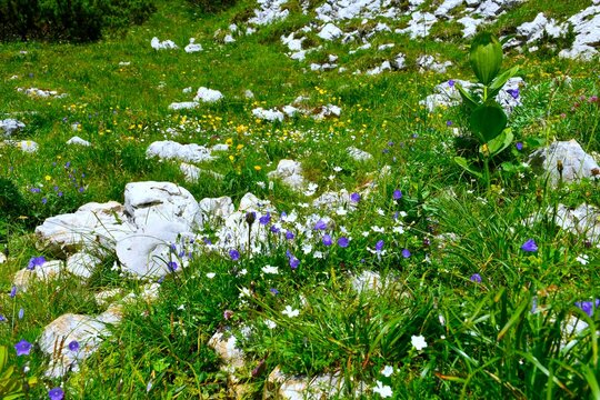 Colorful alpine meadow with white blue and yellow flowers