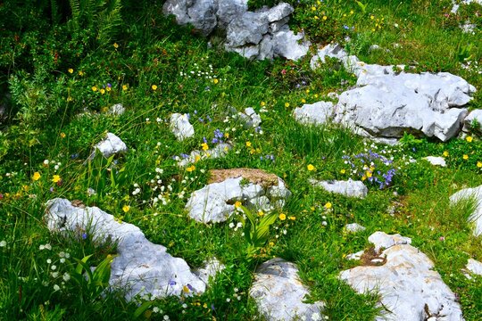 Colorful meadow with rock and yellow, white and blue flowers