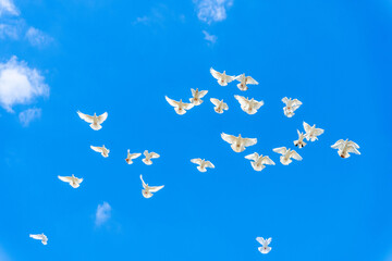 White pigeons soar across clear blue sky with small clouds, seen from below in airy composition that emphasizes motion, freedom, and open copy space for nature, travel, and calm themes © Egor Lint