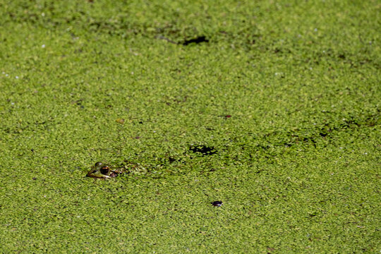 T&ecirc;te de grenouille &agrave; la surface d'une mare