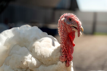Close-up of a white turkey showing textured red head and wattle in a sunlit farmyard, with soft blurred background emphasizing the bird detailed plumage and profile © Egor Lint