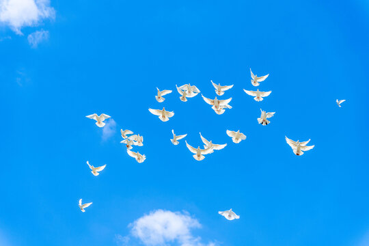 Several white pigeons glide across clear blue sky with small clouds, captured from below in airy composition that emphasizes motion, freedom, and copy space for nature, travel, and calm concepts