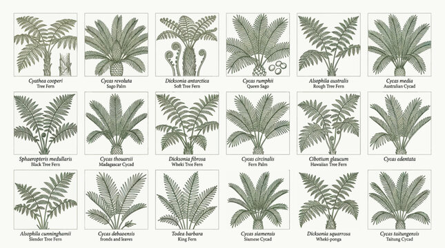 Botanical collection of vintage scientific illustrations featuring various fern and cycad species like Cyatheas, Cycas, and Dicksonia on a white background for natural design elements