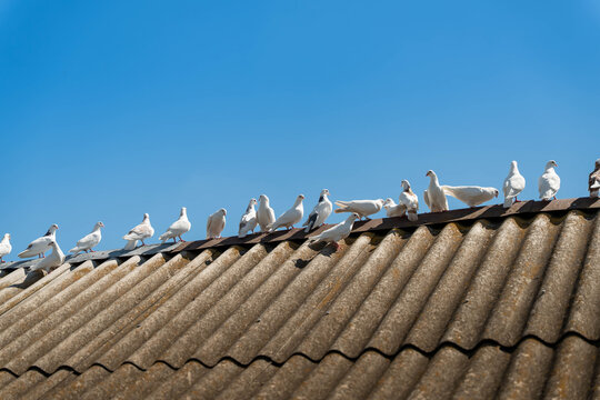 White pigeons gather along corrugated roof ridge under clear blue sky, creating spacious composition with rooftop texture and copy space for urban wildlife, rural buildings, peace, and bird themes