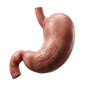 Human stomach anatomy organ internal digestive system