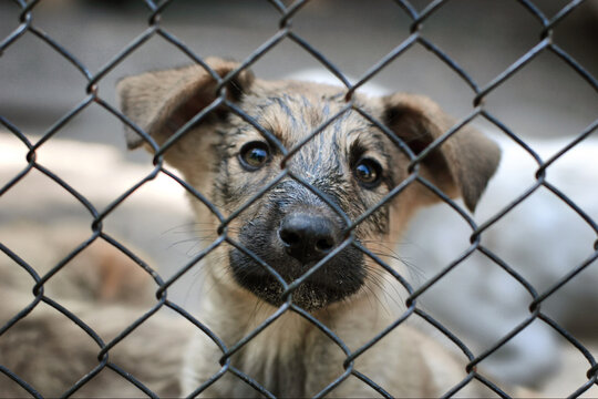 sad dog looking through a chain-link fence in an indoor or outdoor enclosure with fur and skin visible, close-up from outside the fence looking in, animal rescue, pet adoption, animal welfa.