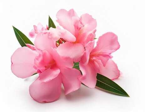pink oleander flower on a white background isolated background